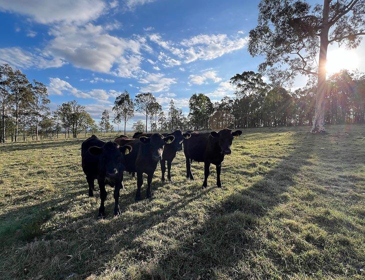 Lochinvar, New South Wales