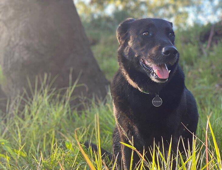 Worongary, Queensland