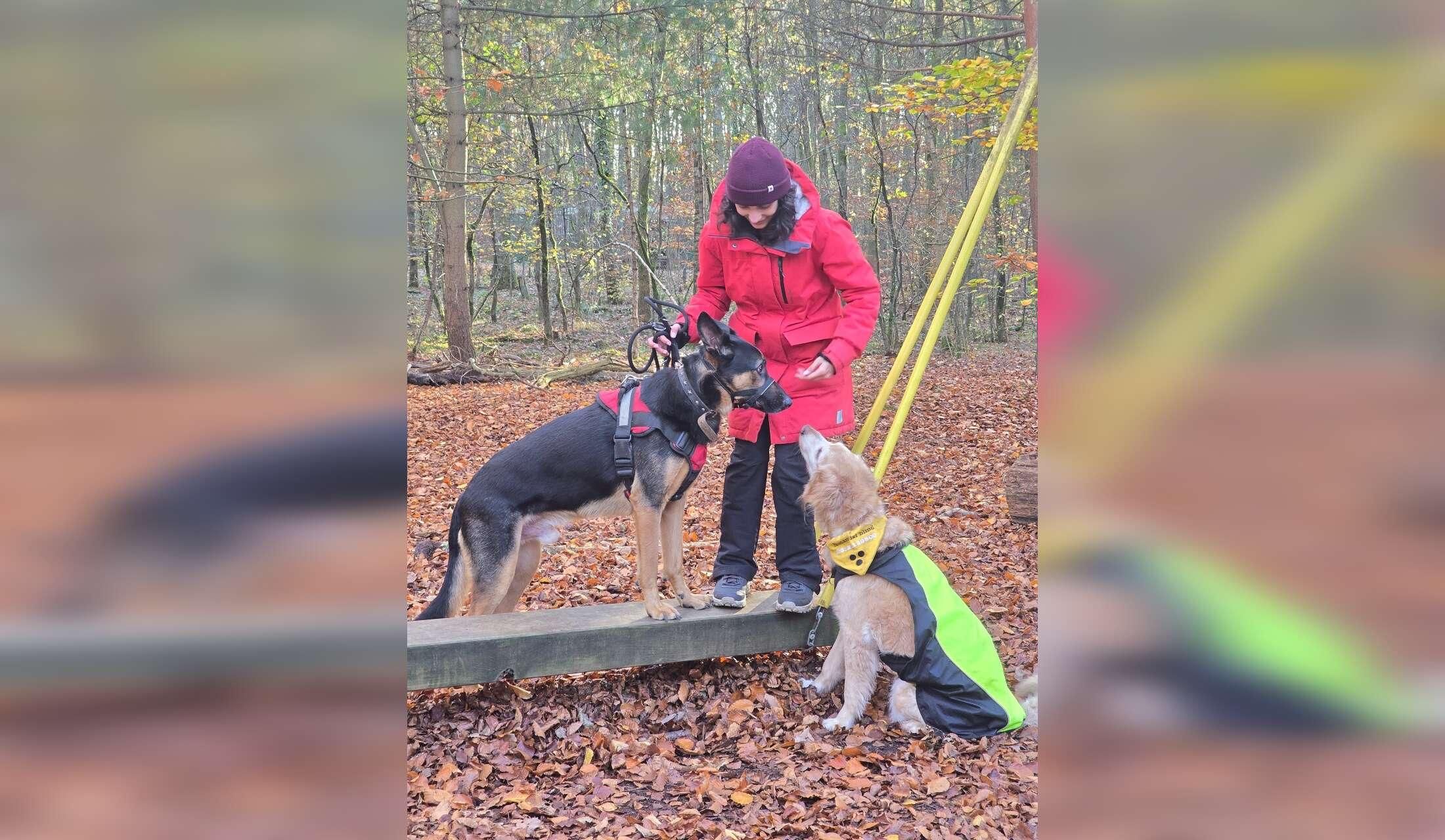 Looking for kind and experienced sitters