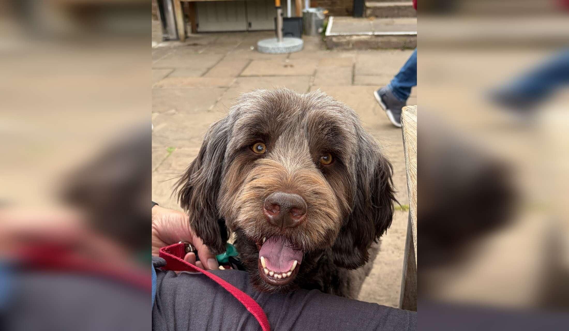 Seeking sitter for house and friendly labradoodle - Image 4