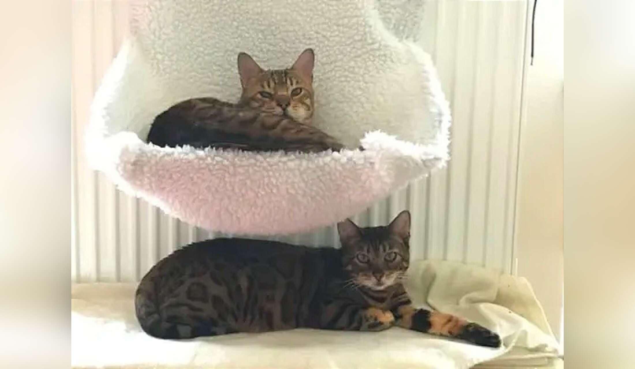Beautiful Bengals in Heidelberg Germany - Image 7