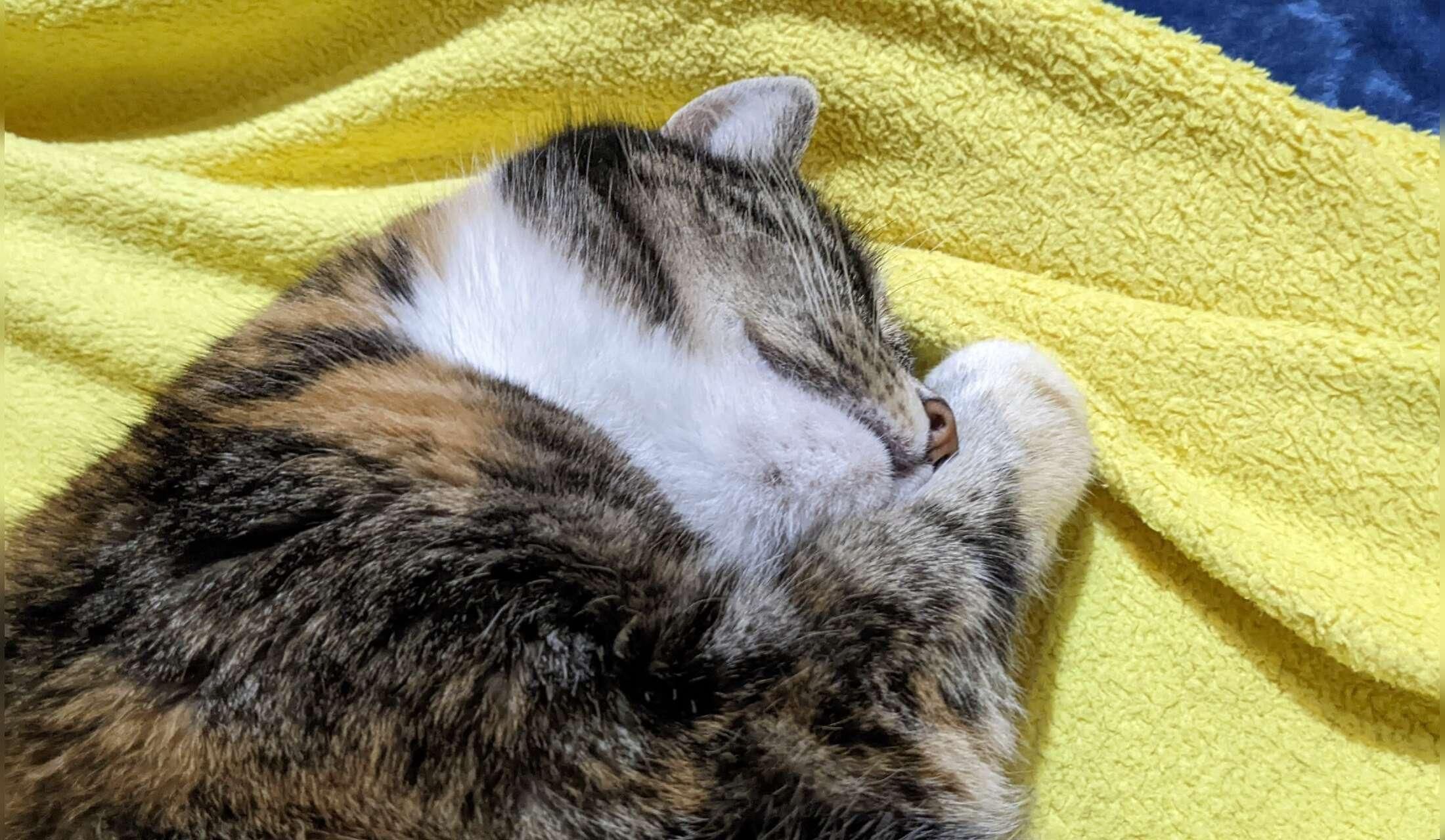 Haus- und Katzensitte 7.9.-5.10.2026 gesucht. Zu betreuen ist eine Katze sowie Garten und Pool.
