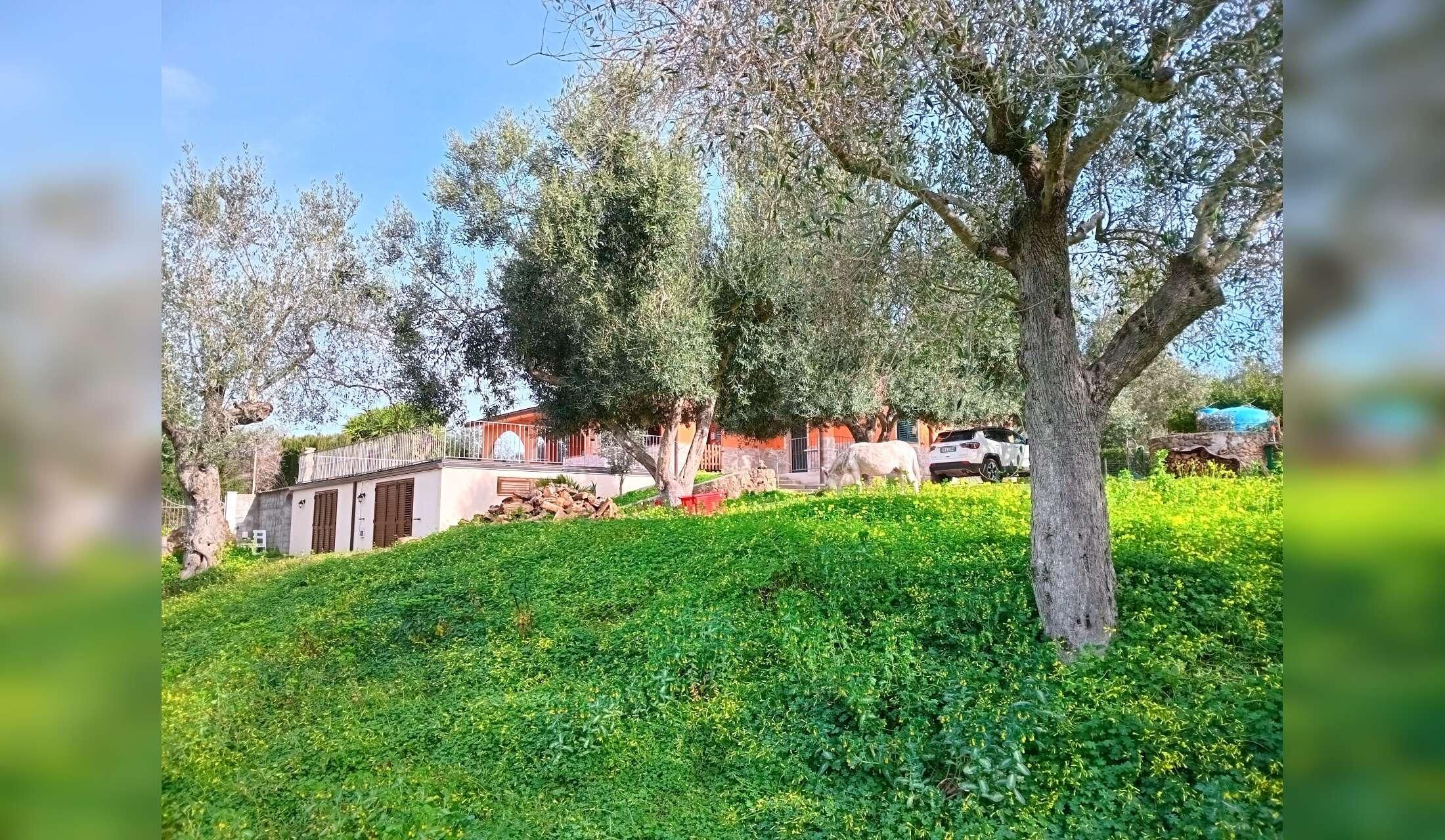 Professional Home and Petsitter wanted  for cats and donkeys in Sardinia, Italy