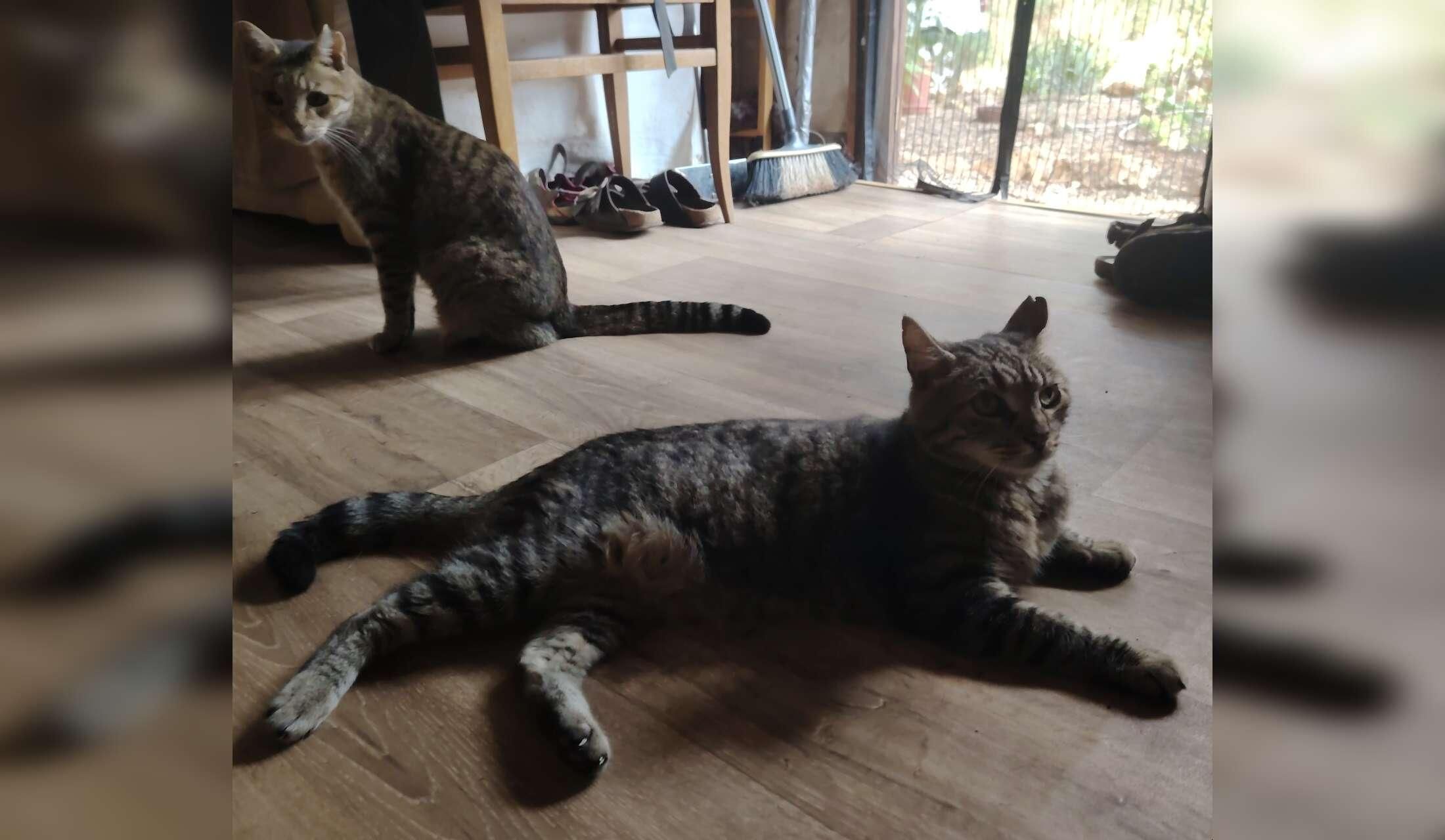 In Mallorca a magnificent three-year-old mix of German and Belgian shepherd. Also we have four cats. - Image 3