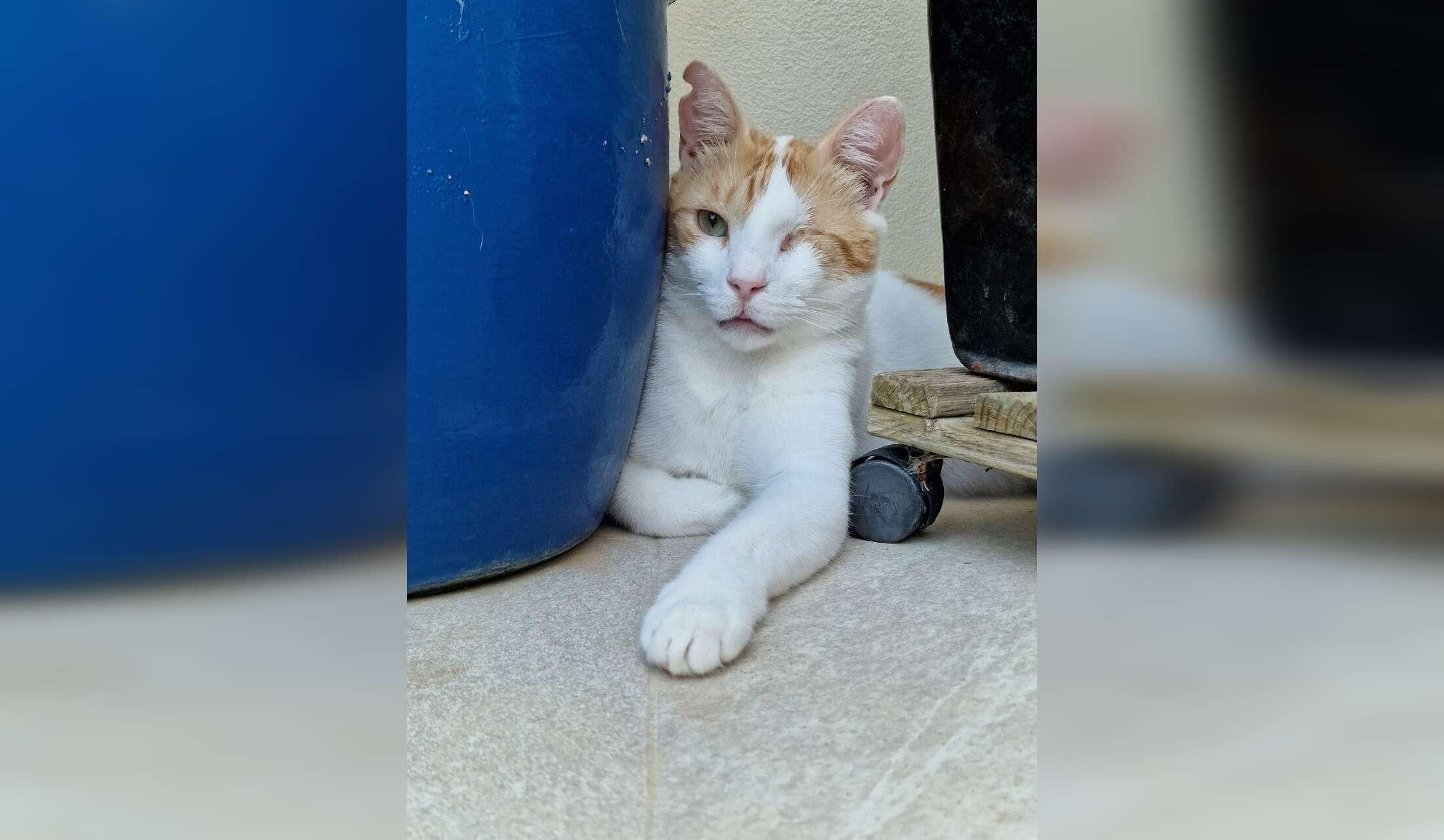 Cat and House Sitter Required , Island Living Livestyle ,Gozo Malta - Image 8