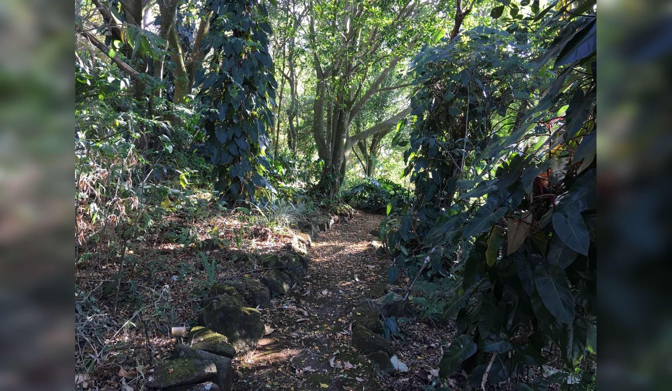 Looking for trustworthy caring and responsible single or couple to look after our house and garden in Costa Rica - Image 7
