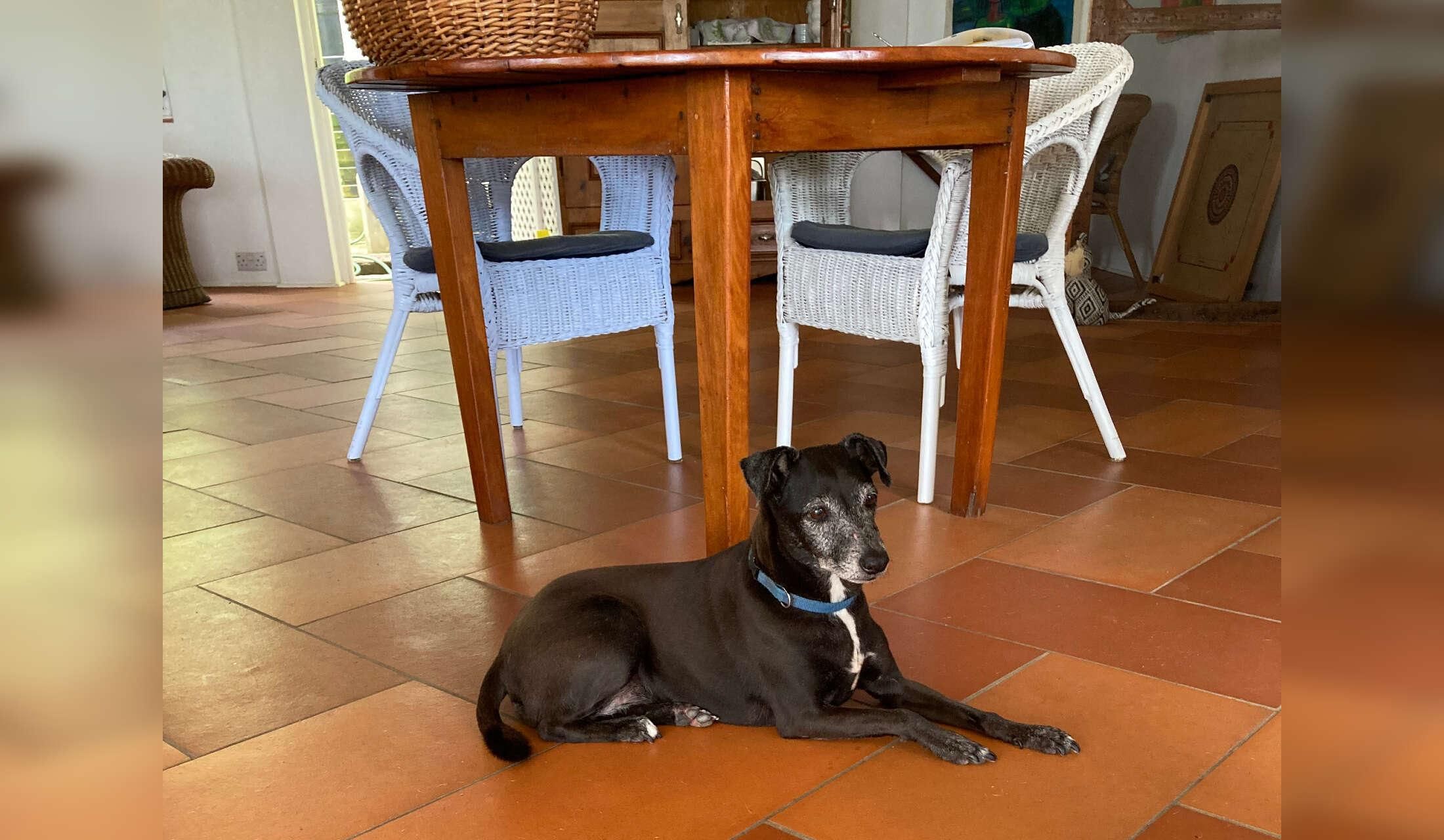For dog and nature lovers - we are flexible in dates!