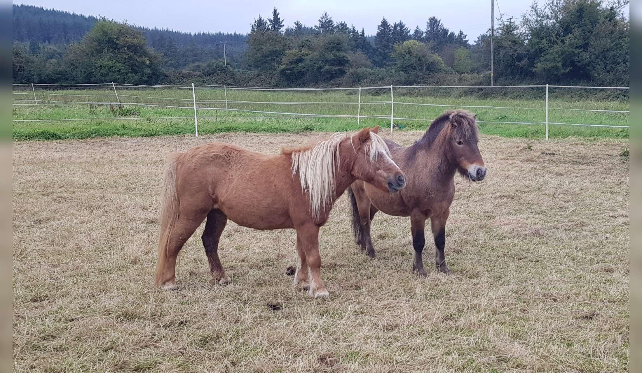 Beautiful Quiet, Rural, Multi-Animal Pet Sit Over Christmas in South Kilkenny - Image 5