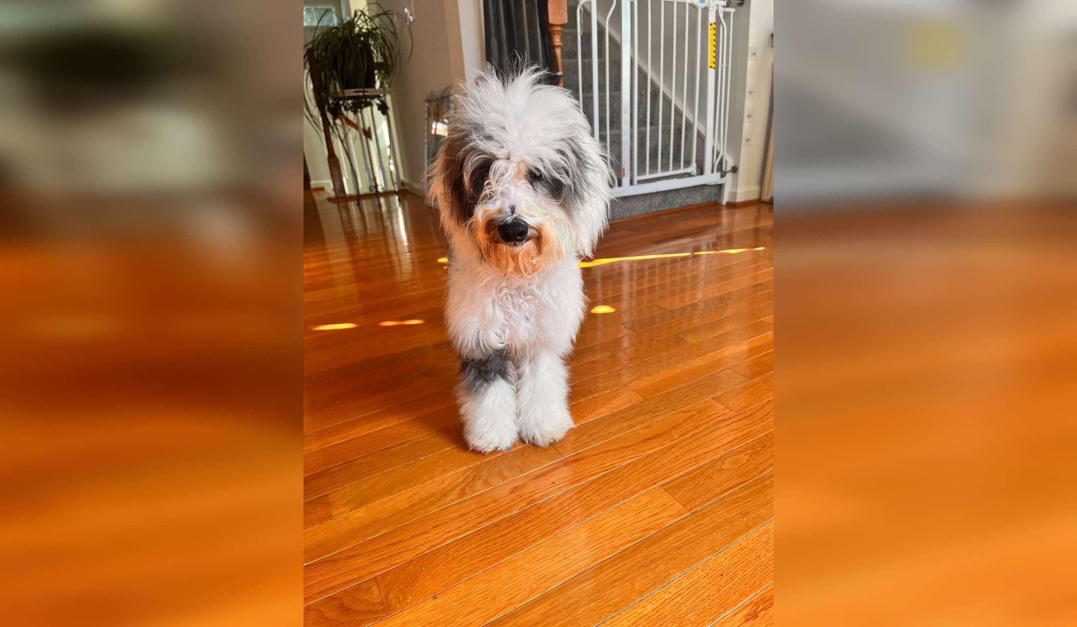 Care needed for my puppy and two cats