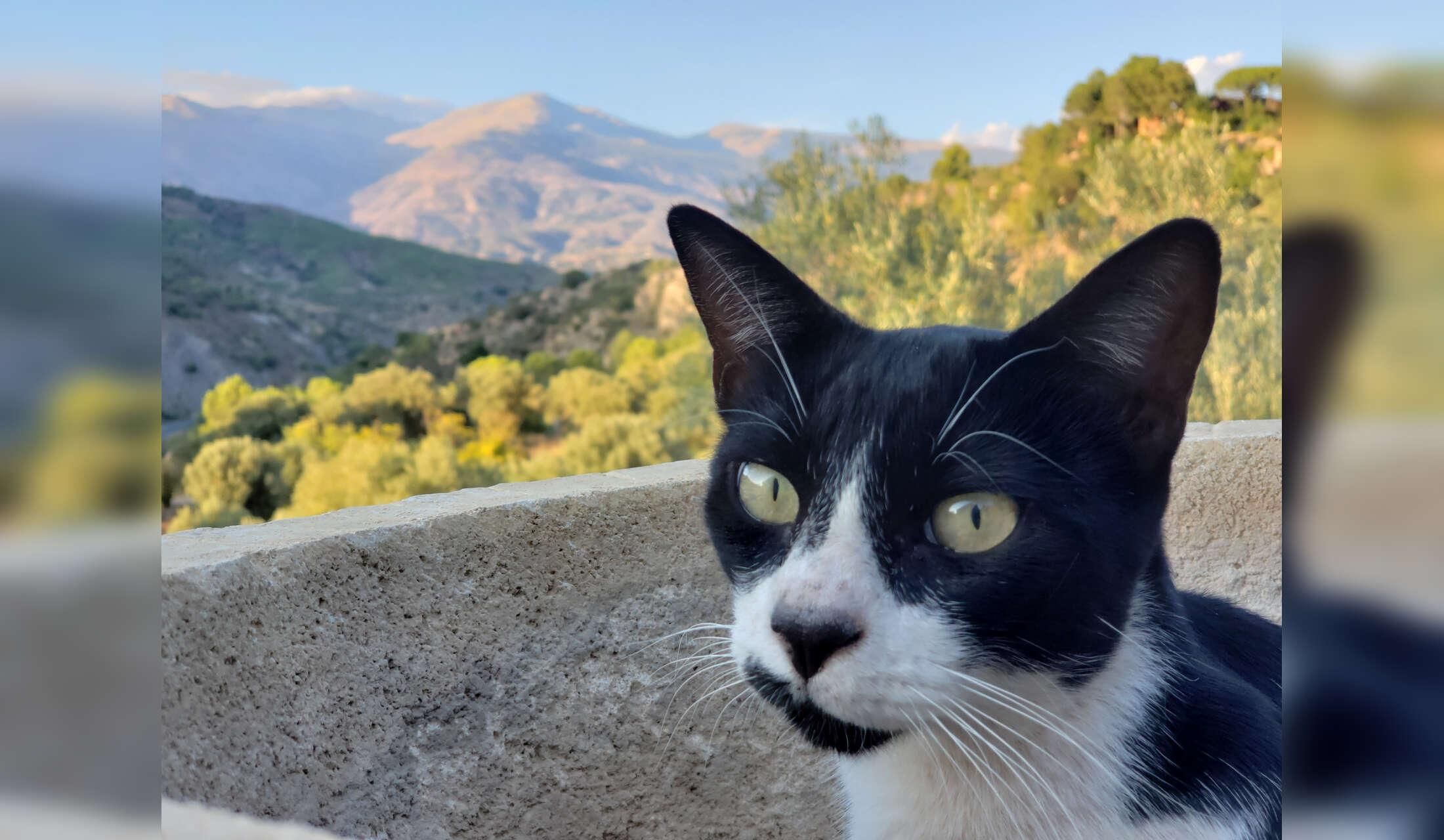 Country house in Andalusia - animal lovers only - Image 10