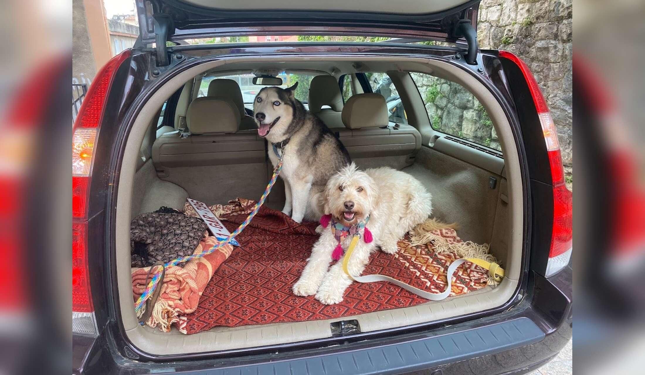 Take care of two quiet dogs, 100m from the beach in the beautiful historic town of Almuñecar, Andalusia, near Granada, Sierra Nevada and Malaga - Image 3