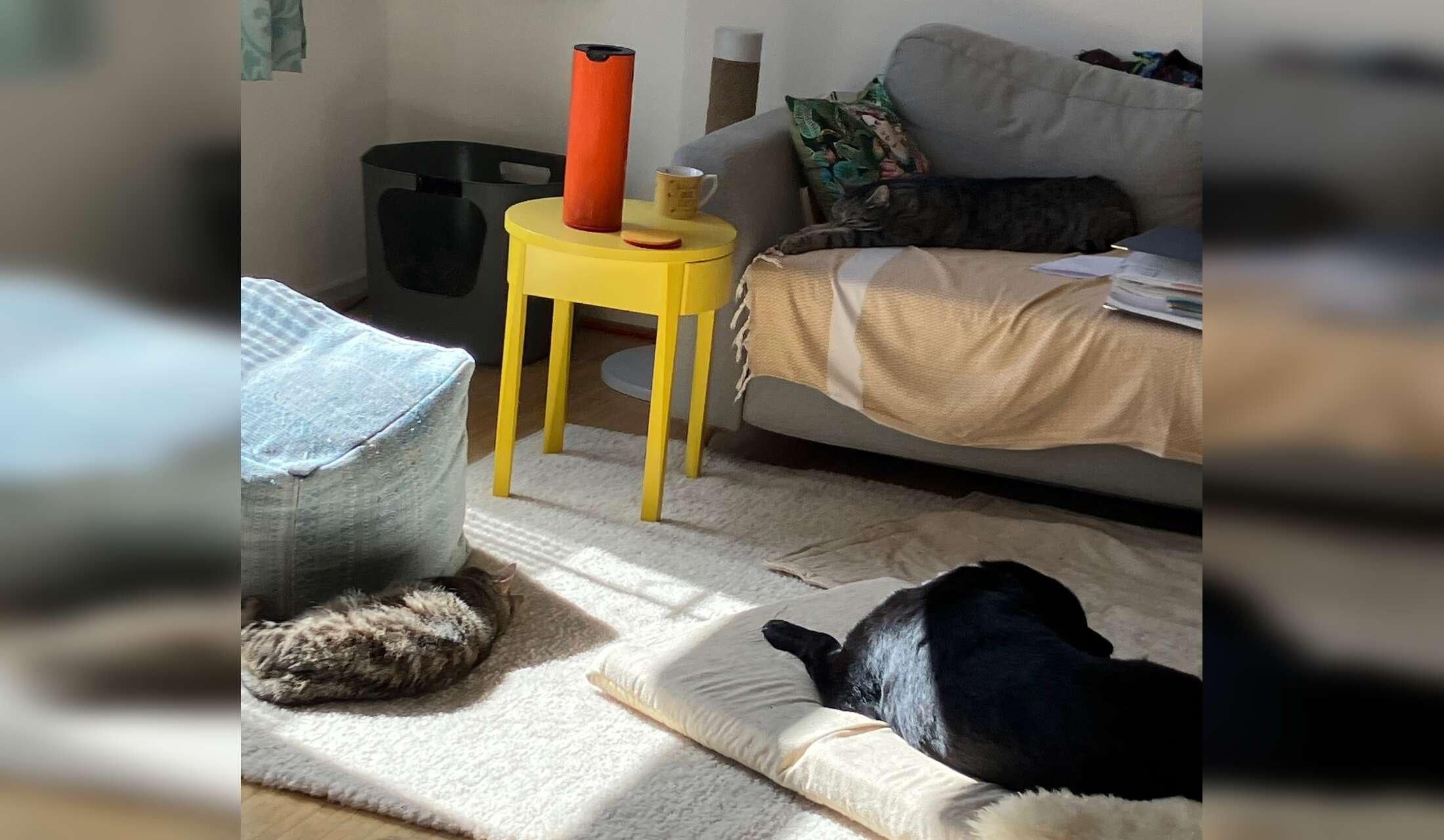 Three friendly indoor cats in spacious flat in Germany - Image 2