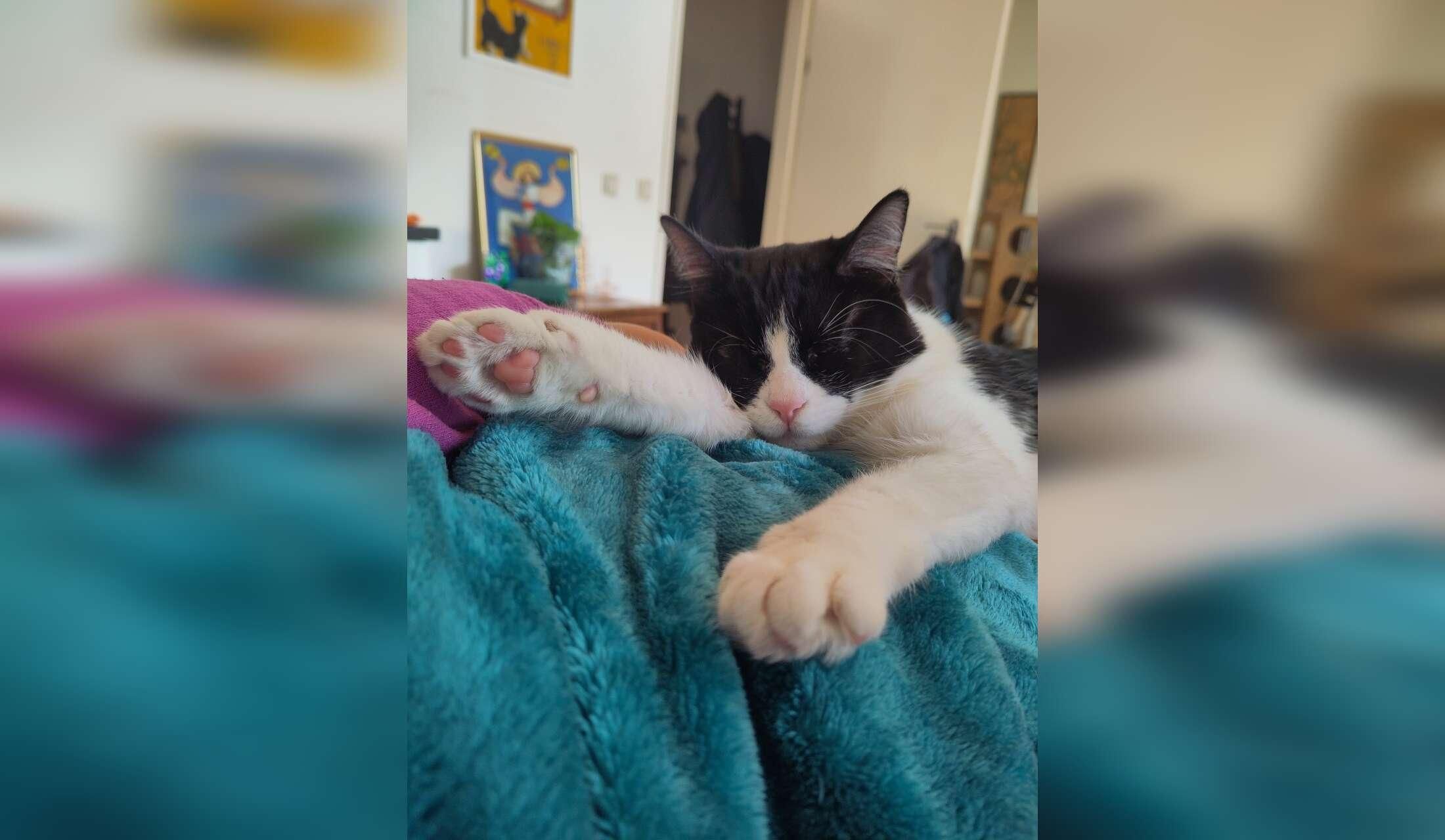 Cat/housesitting in Amsterdam Noord - Image 10