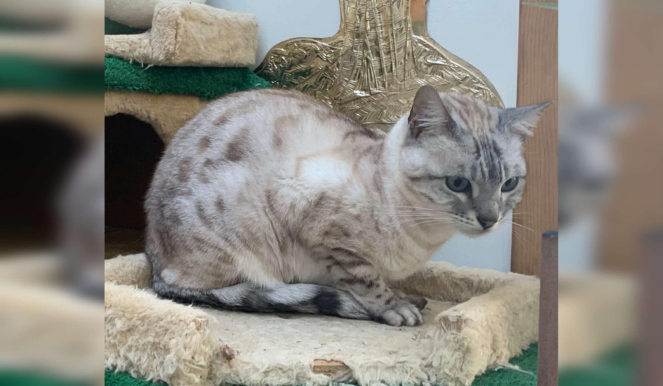 Senior widow looking for house/ pet/ plant sitter - Image 4