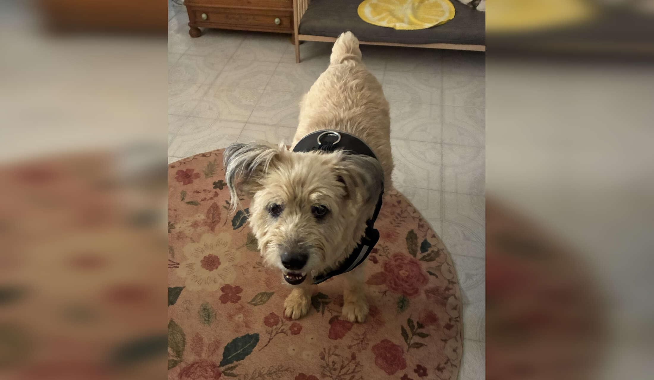 🏡 Zuverlässiger House- & Petsitter gesucht (Ost-Algarve) 🐾
