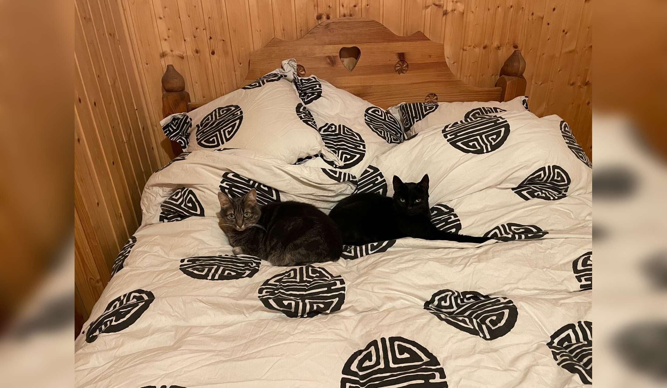 Cat and house sitter needed in a village in the French Alps - Image 8