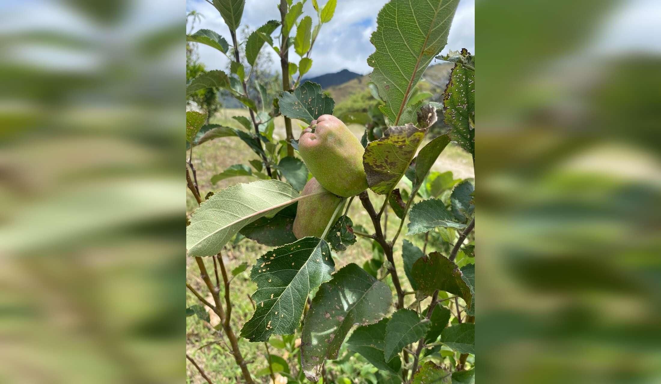 House/animal sitter in southern Ecuadorian Andes - Image 6
