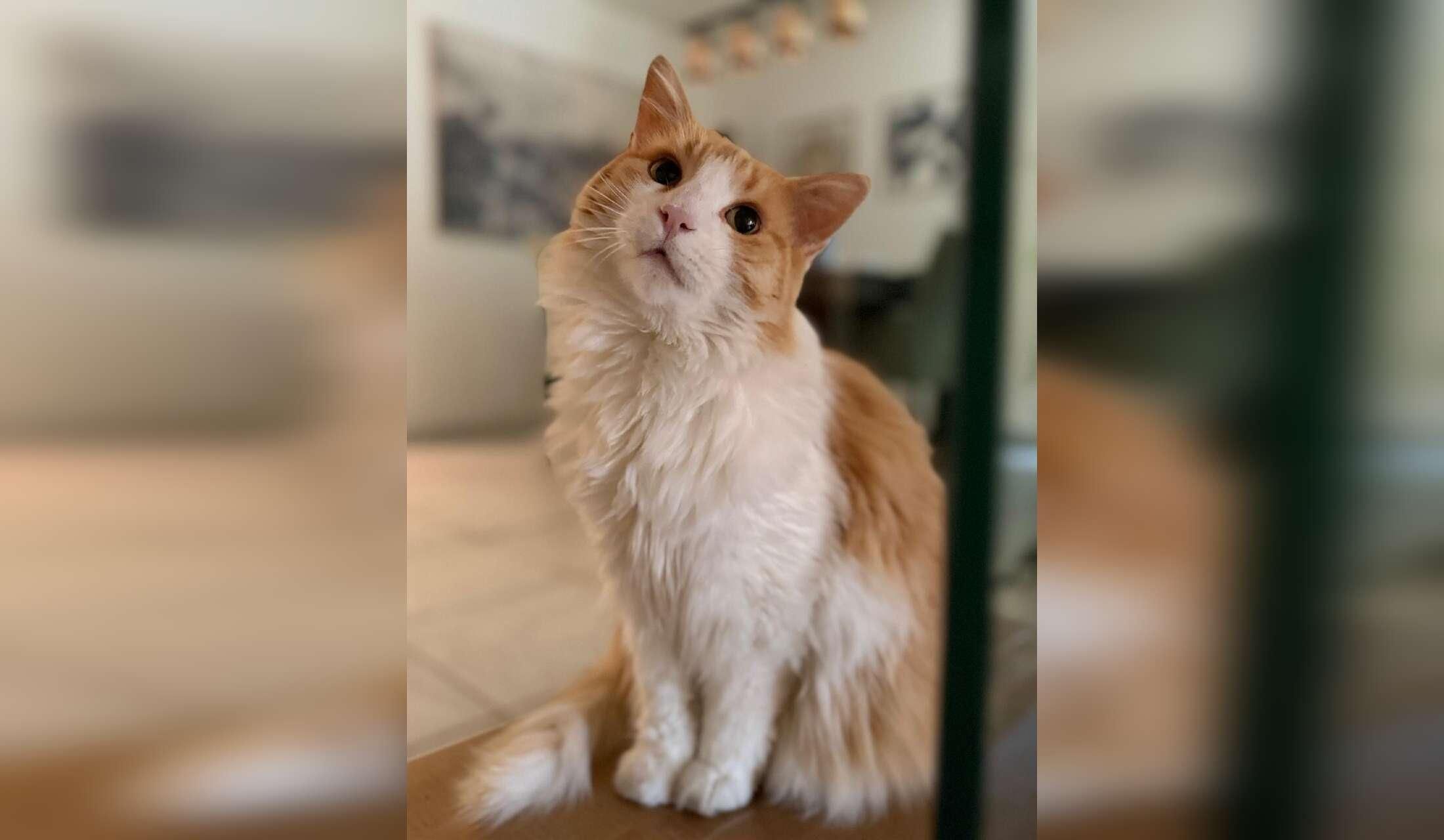 Cat sitter/home sitter needed from 4 to 18 October, near Zurich, Switzerland