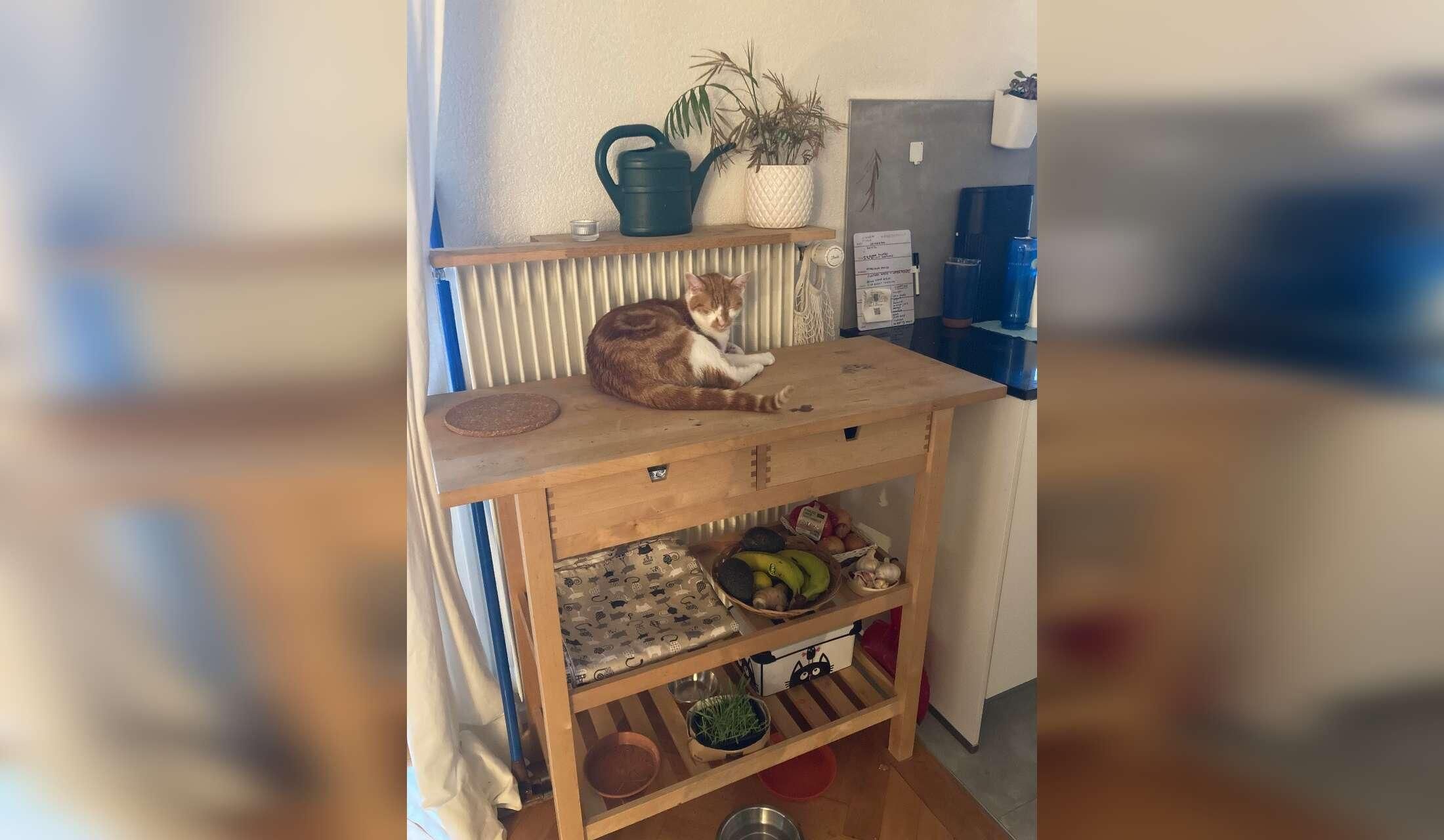Cat lover - Stay near Lausanne, Switzerland - Image 10