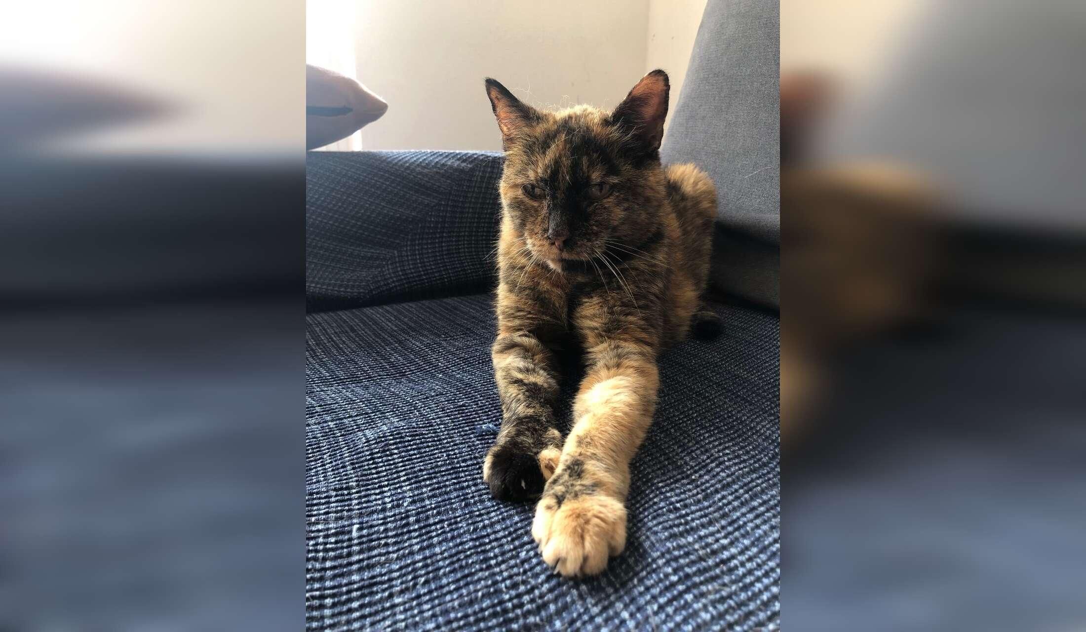 Cat sitter wanted in Munich, holidays 2026
