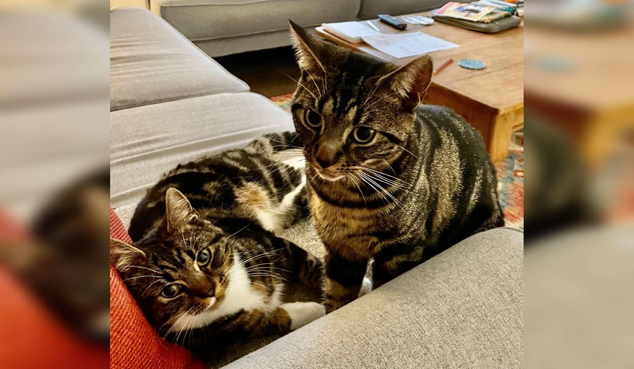 Can you help? House/Cat sitter needed urgently due to sudden illness of current sitter.Lovely house in Herefordshire  Dates - Now until 15th October - Image 2