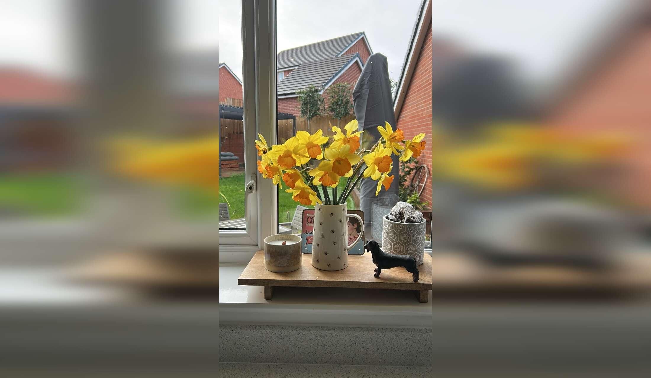 House sitting in Somerset - Image 2