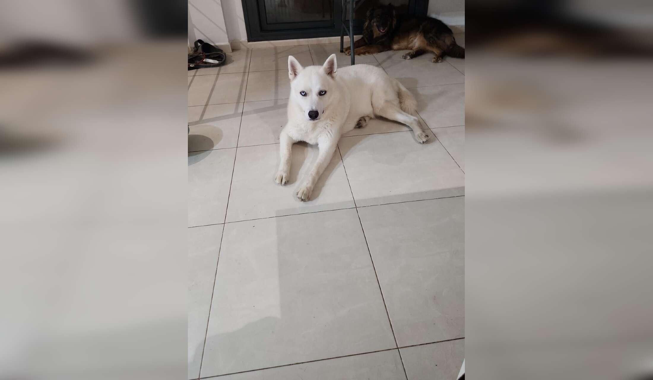 House sit with 2 lovely dogs (Husky & mix) near Valencia, Spain - Image 2