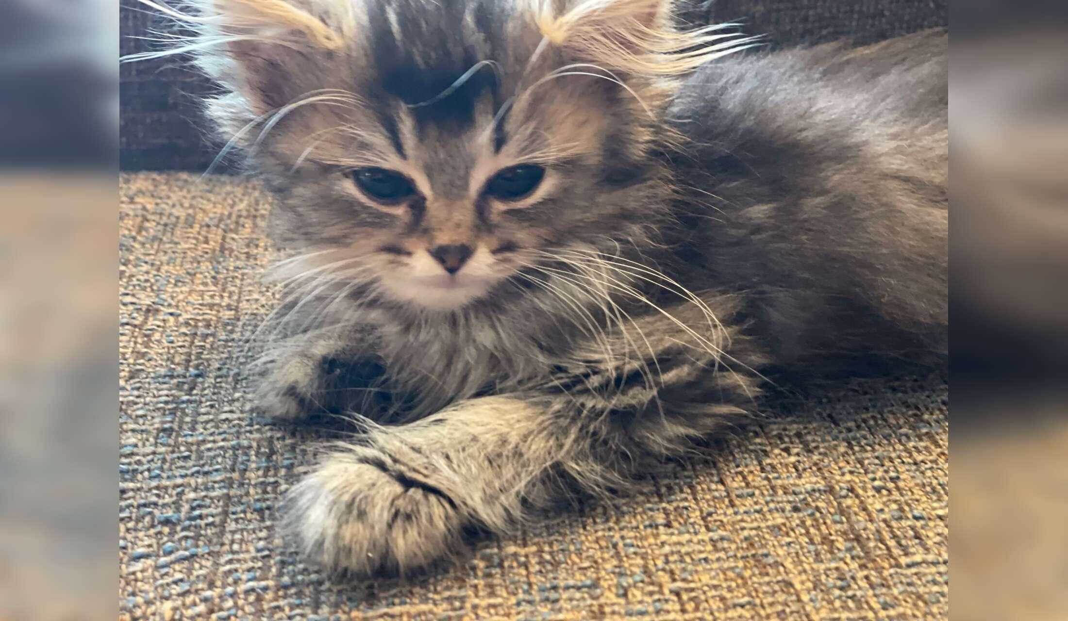 Seeking loving sitter for my kitten Ziggy in Brooklyn - Image 2