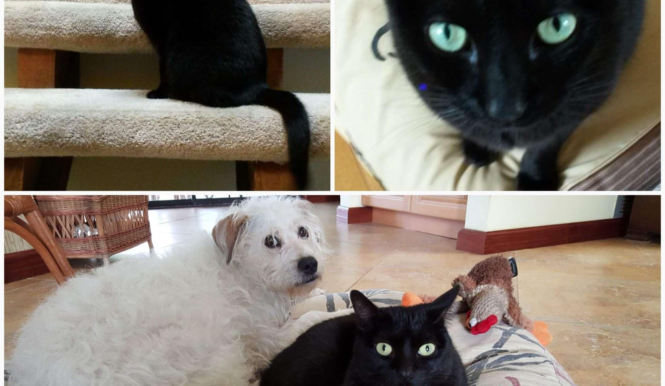 Great home, quiet neighborhood, close to the  beach and 3 loveable furry friends waiting to meet you - Image 4