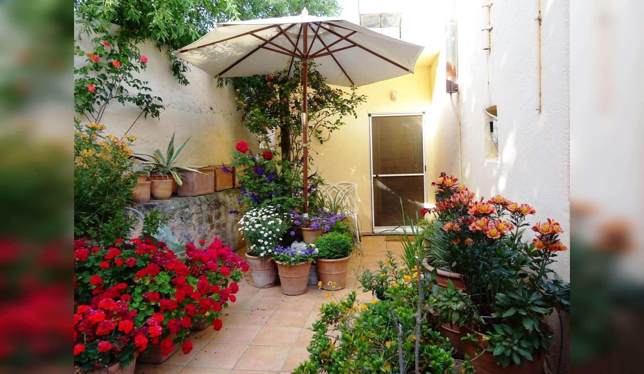 A tiny village house in North Eastern Crete with 2 cats and a garden with fish in a lily pond - Image 4