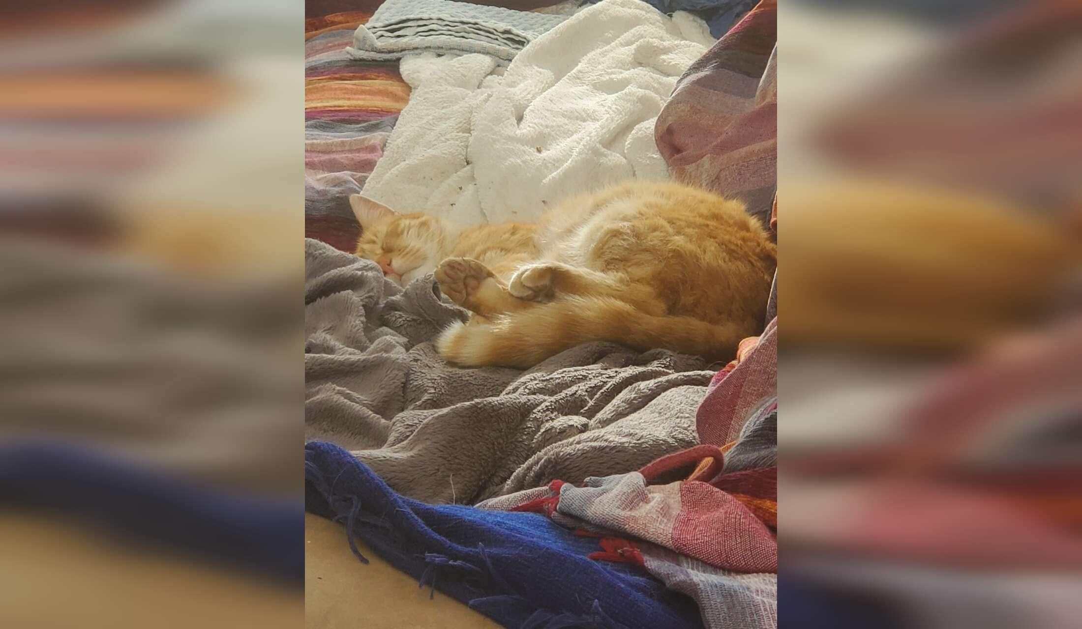 Pet sitting for two cats in Wicklow, Ireland - Image 4