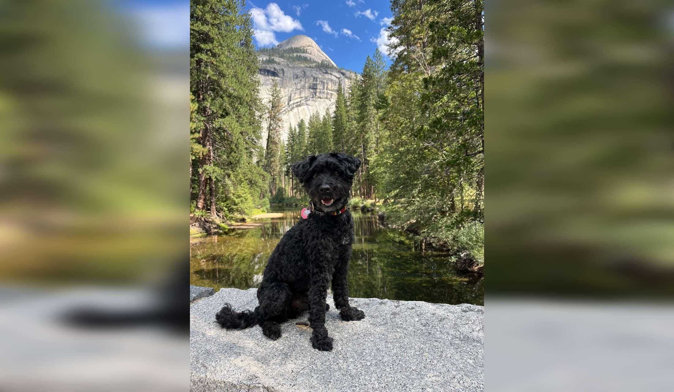 Need sitter for calm dog in Chapel Hill, North Carolina