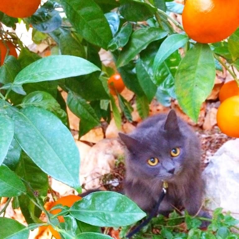 Cat sit on the beautiful Mediterranean coast. - Image 3