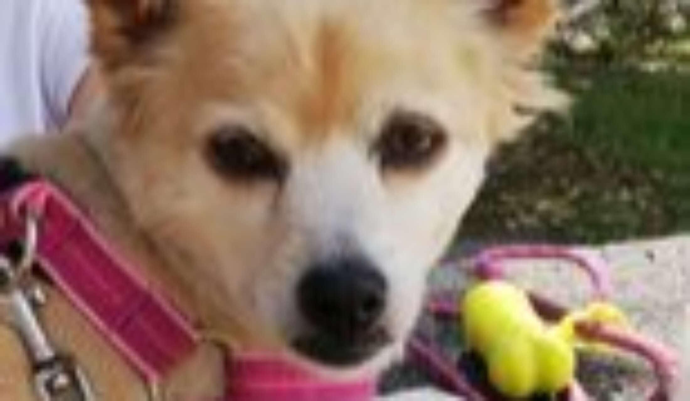 Beautiful Azores Islands / Pet Sit - Image 7