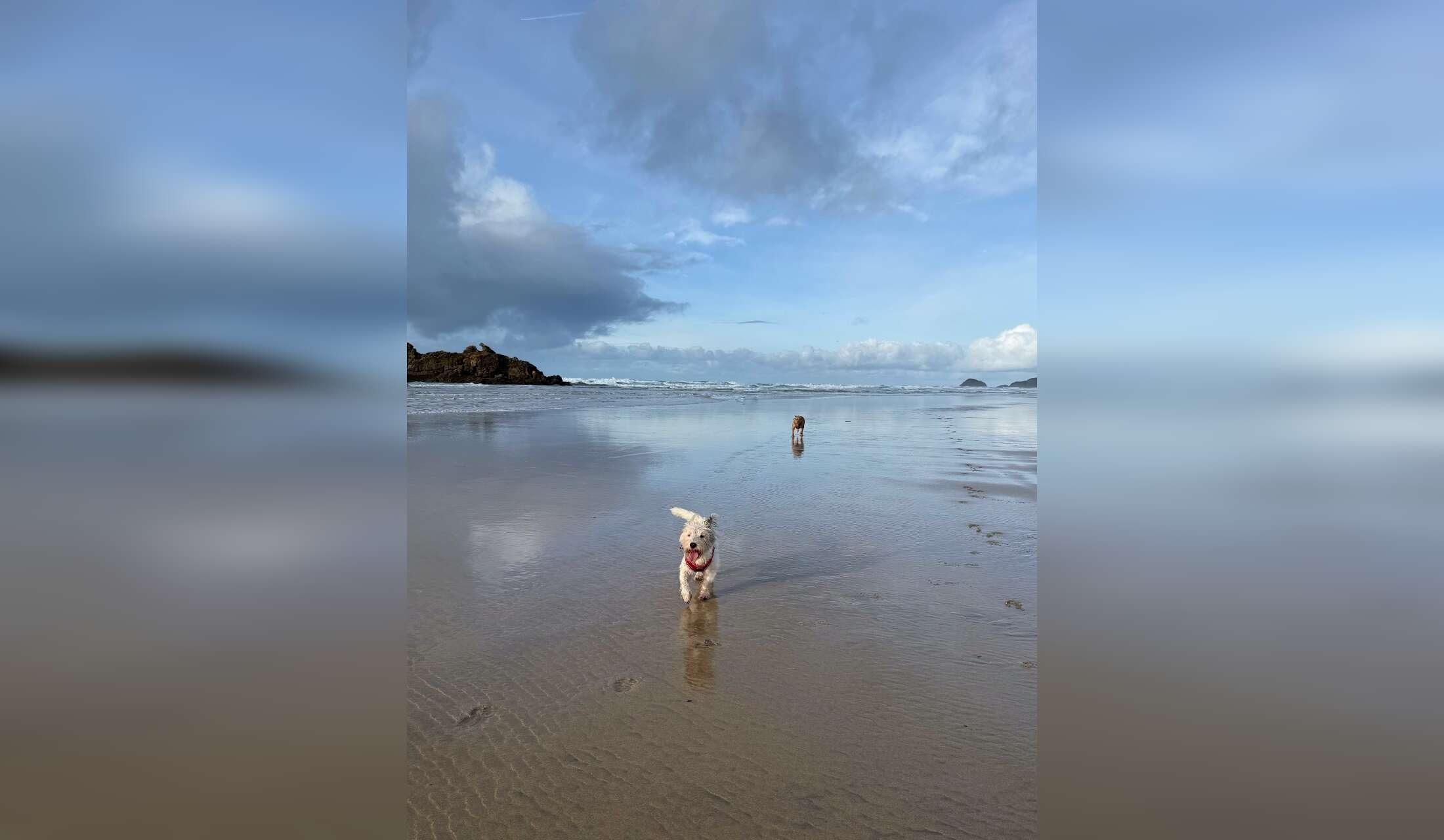 Two sweet dogs & a house  in Cornwall - DECEMBER 2026! :-) - Image 4