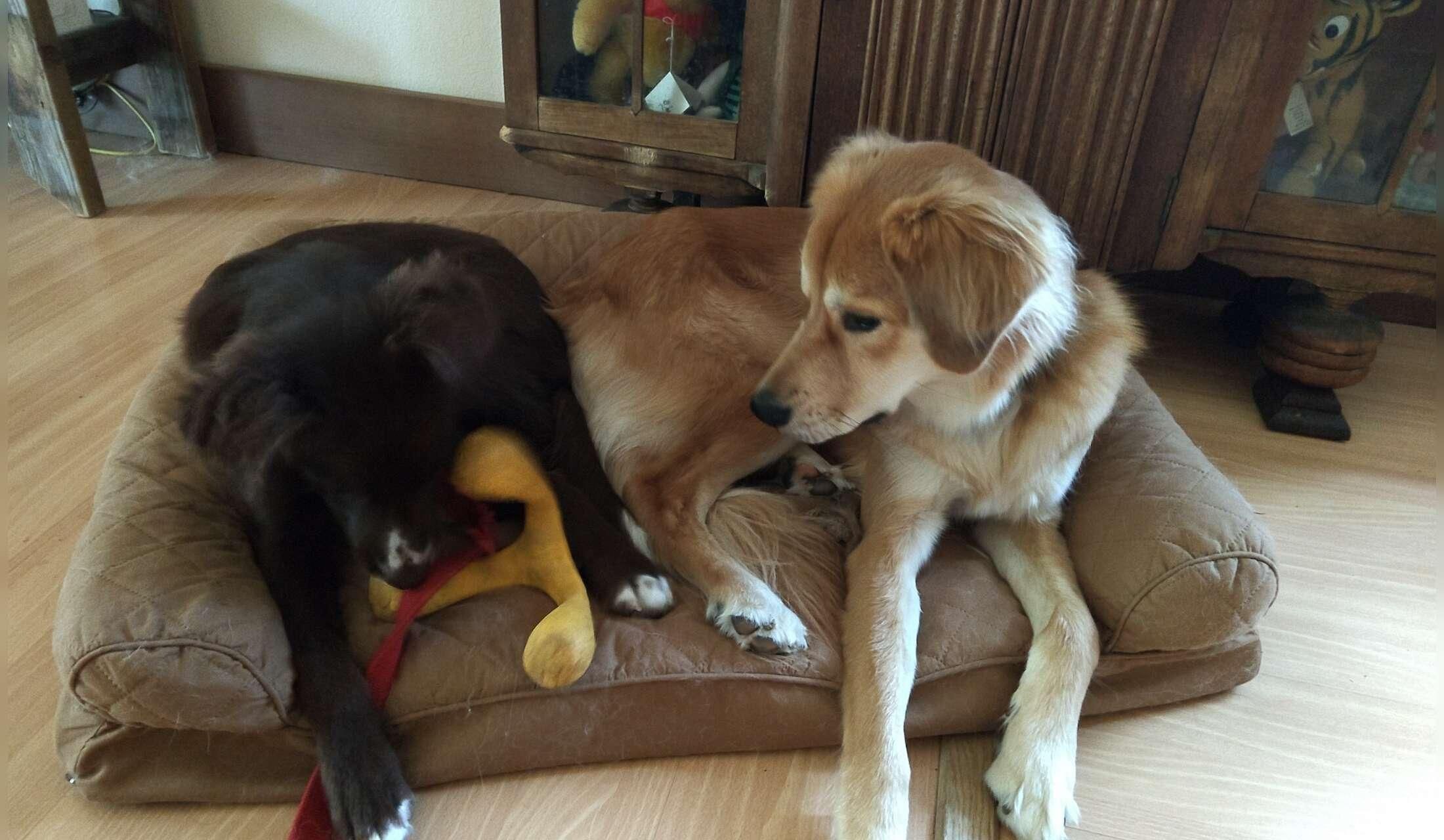 Stay in beautiful Oregon with some wonderful rescue animals - Image 9