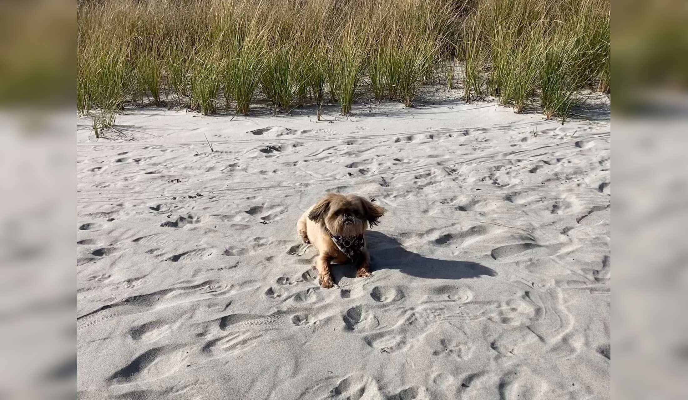 Looking for a Dog Sitter in a  Seaside Community for 2 weeks. (Dates are flexible) - Image 7