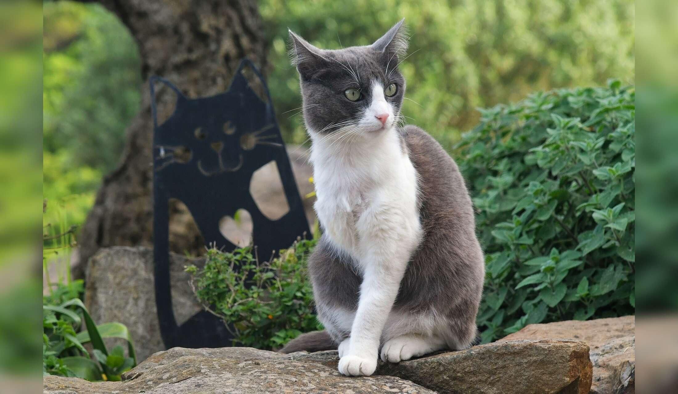 Dog & three cats – rural house sit near Tarifa, long stay for nature lovers - Image 9