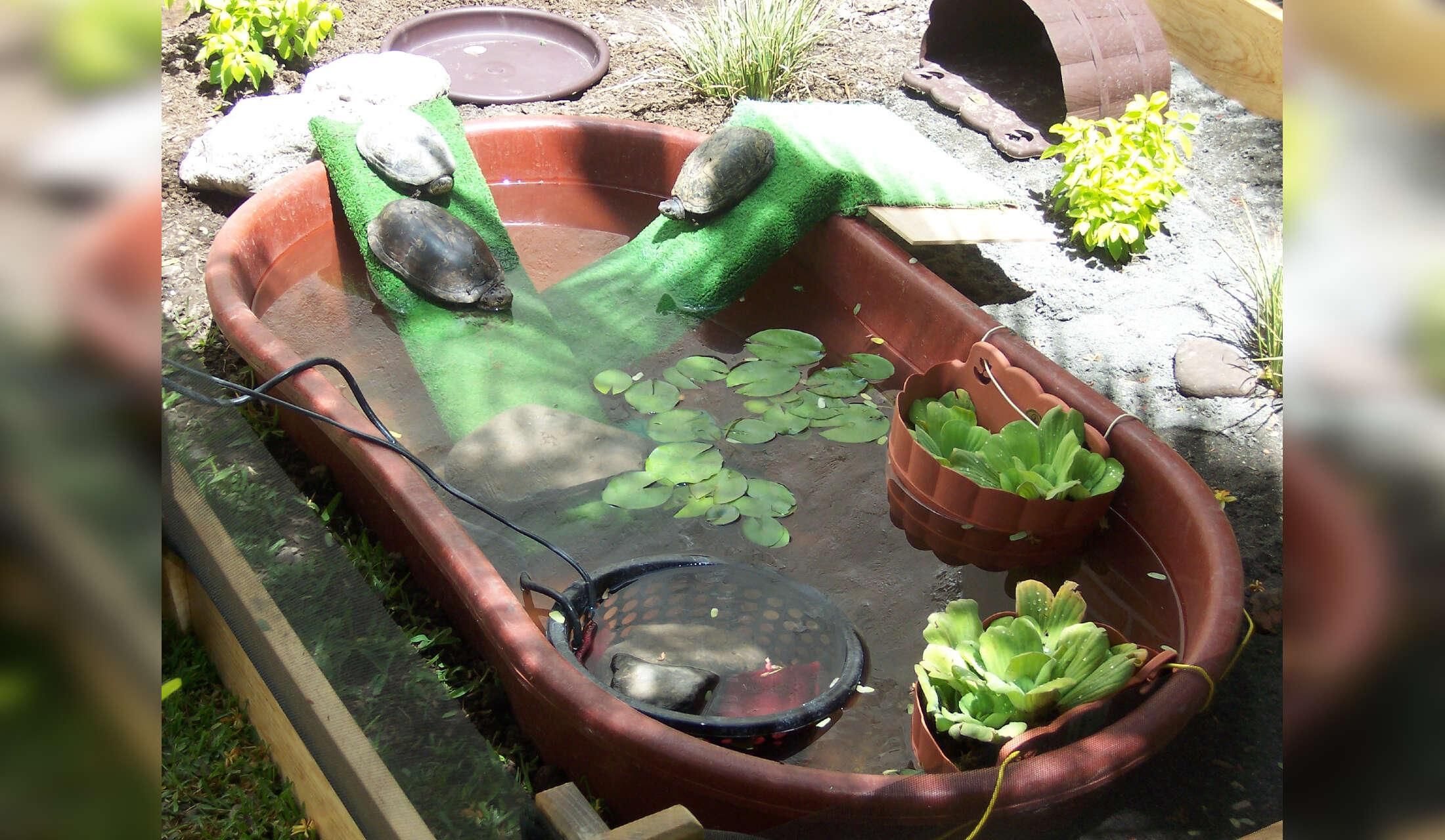 House Sitter Needed in Chapala, Jalisco, Mexico - Image 10