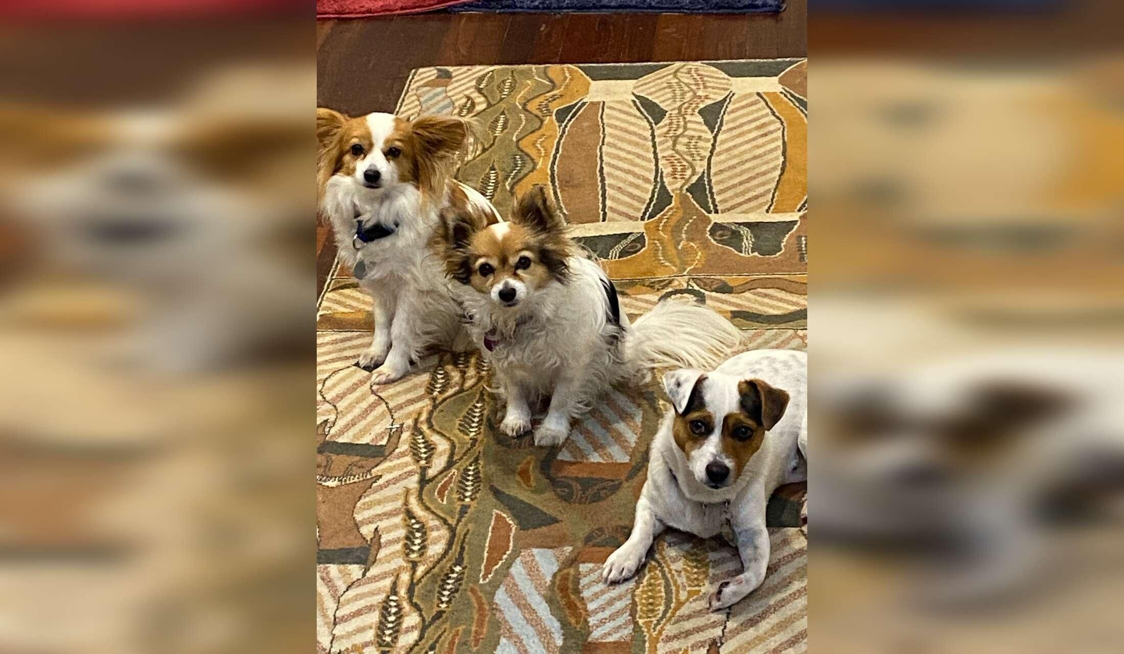 House and Pet sitter Mid North South Australia