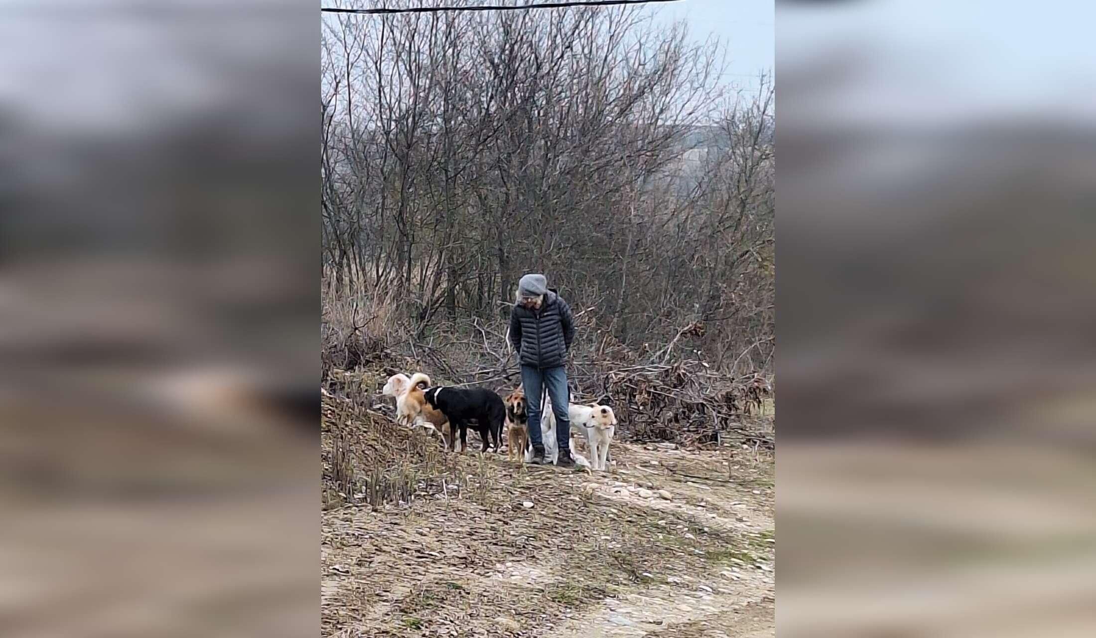 Rescue dogs and cats in rural Bulgaria - Image 2