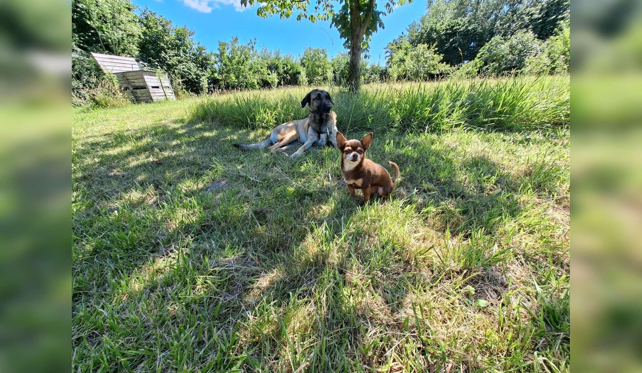 Scooby and lex are looking for a house sitter in their countryside house in the middle of Zeeland