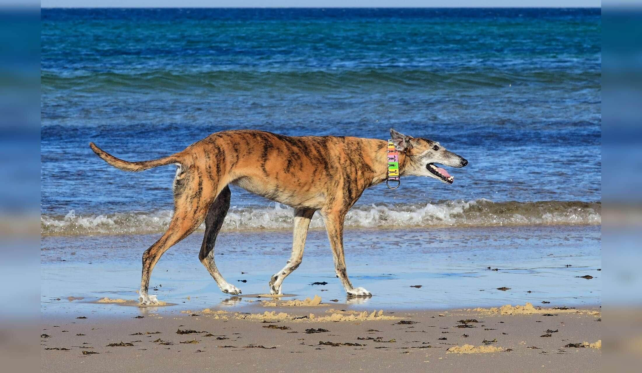 Dog & three cats – rural house sit near Tarifa, long stay for nature lovers - Image 7