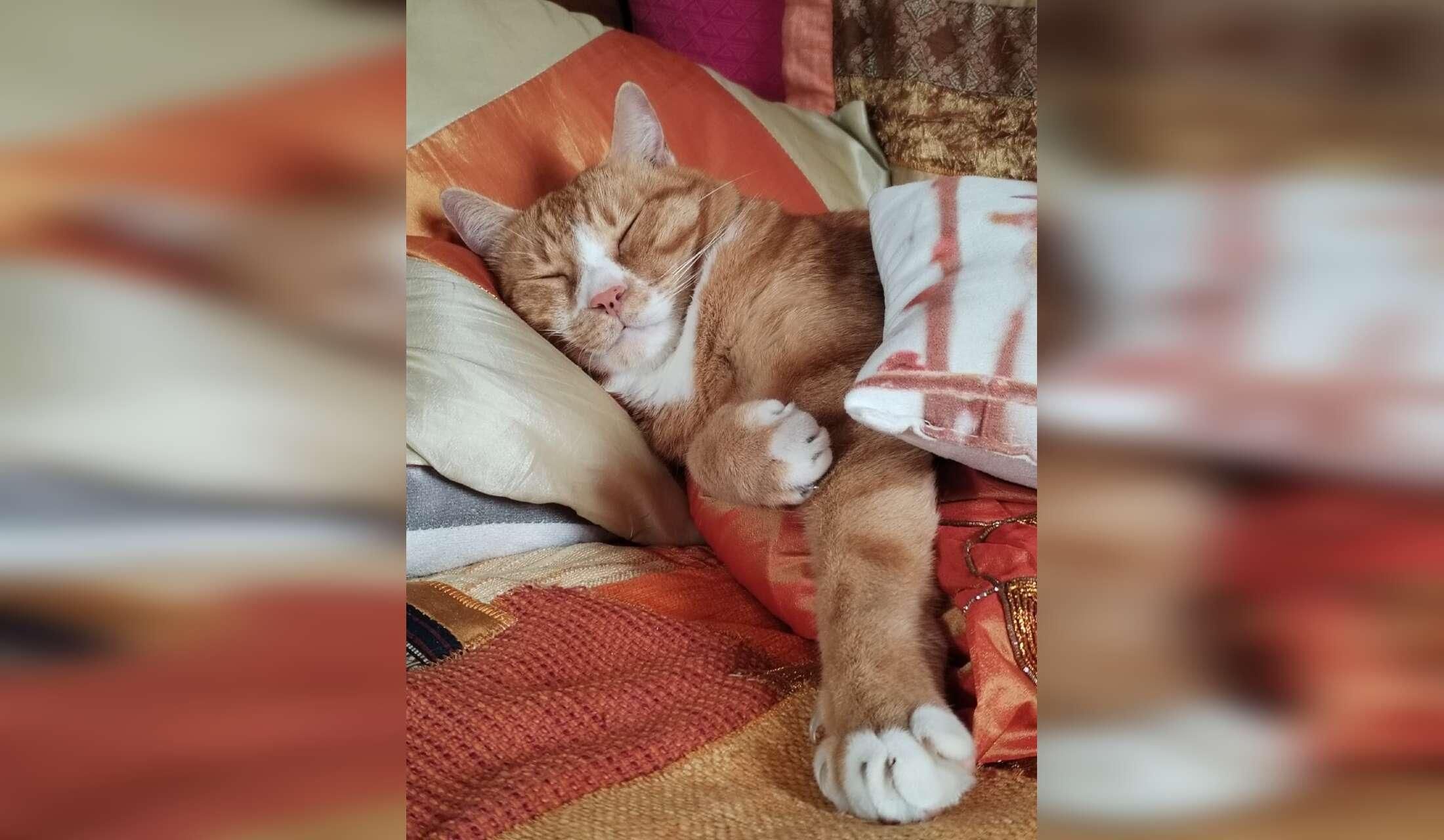 House sit in Italy, Milan area for two sweet cats - Image 9