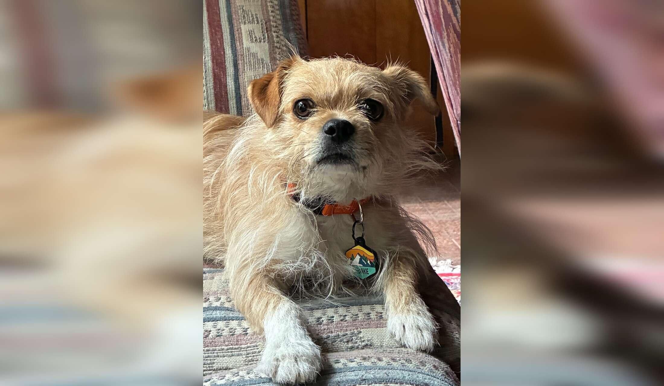 Nice home near University of NM and Nob Hill with sweet 16 pound terrier mix - Image 9
