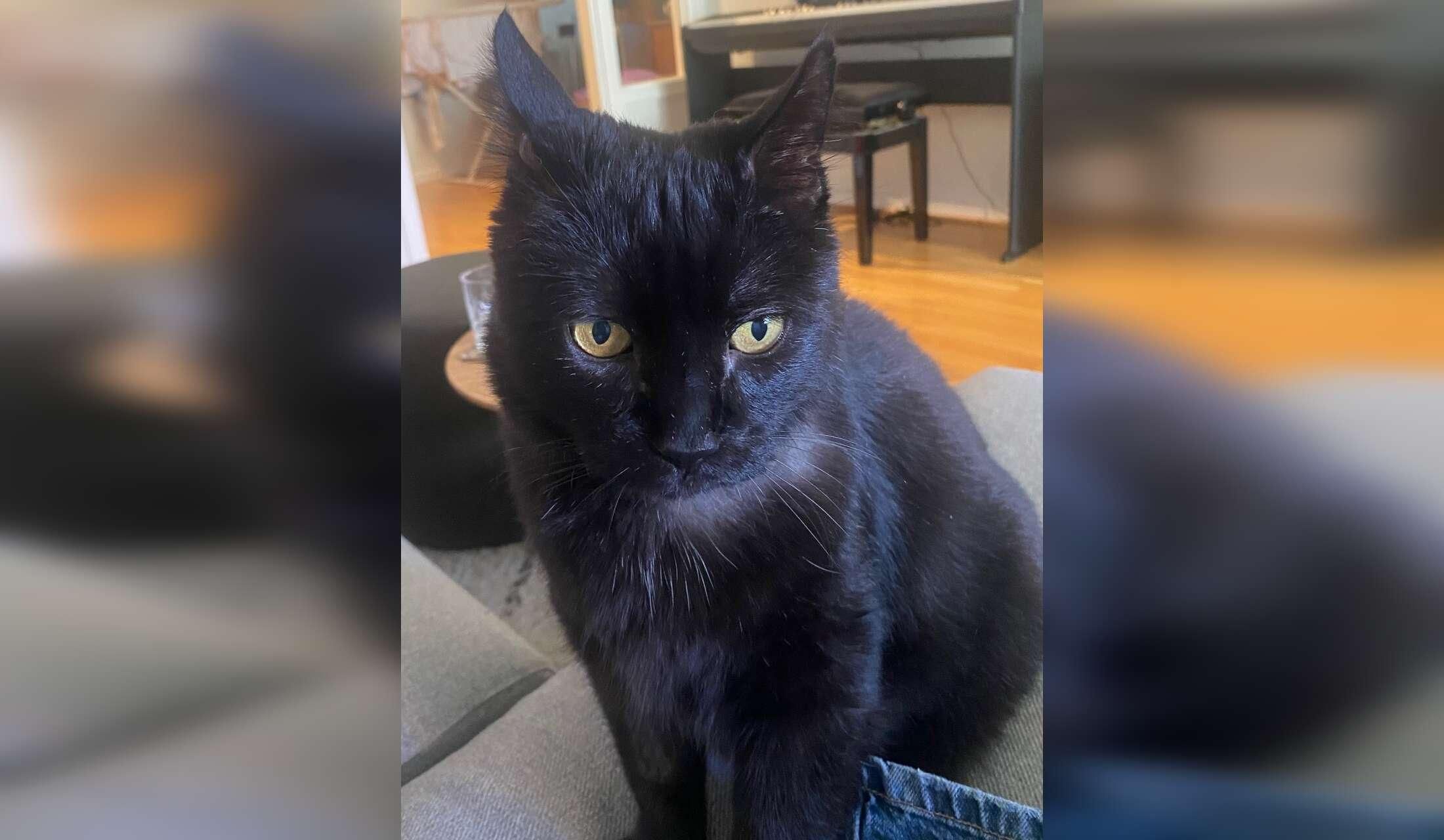 Senior cat Bilbo needs an experienced sitter - Image 3