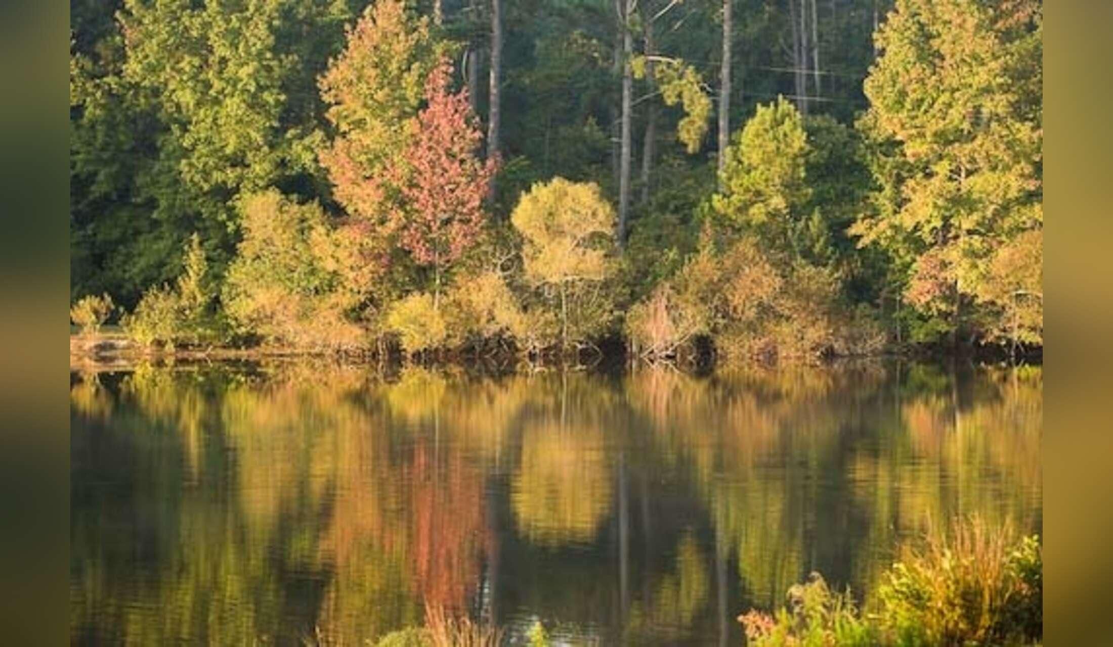 Sunny, spacious home on private acreage with 8-acre pond in rural South Carolina - Image 2