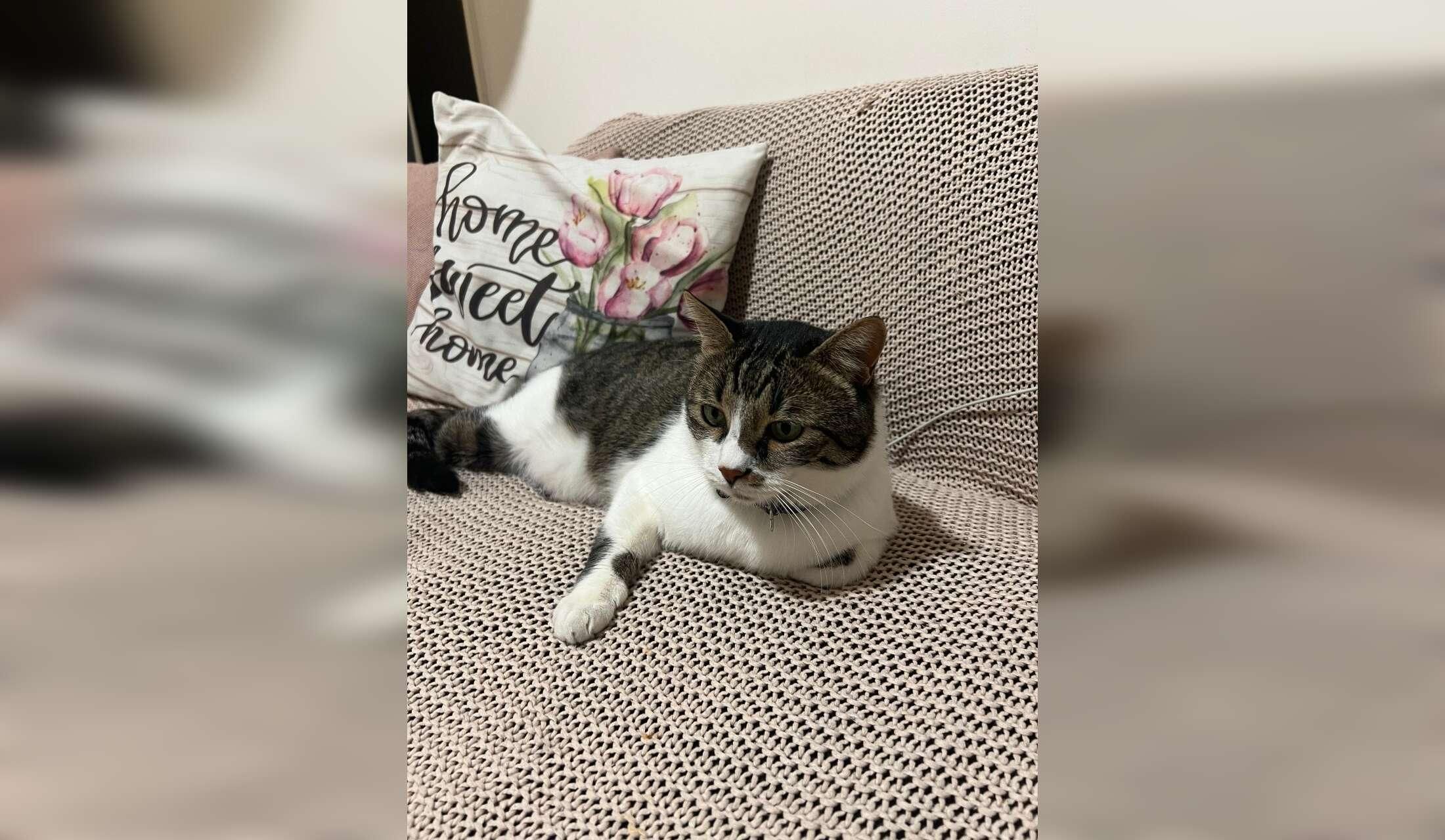Cozy Lisbon Apartment + Loving Cat – Sitter Needed (August-October)