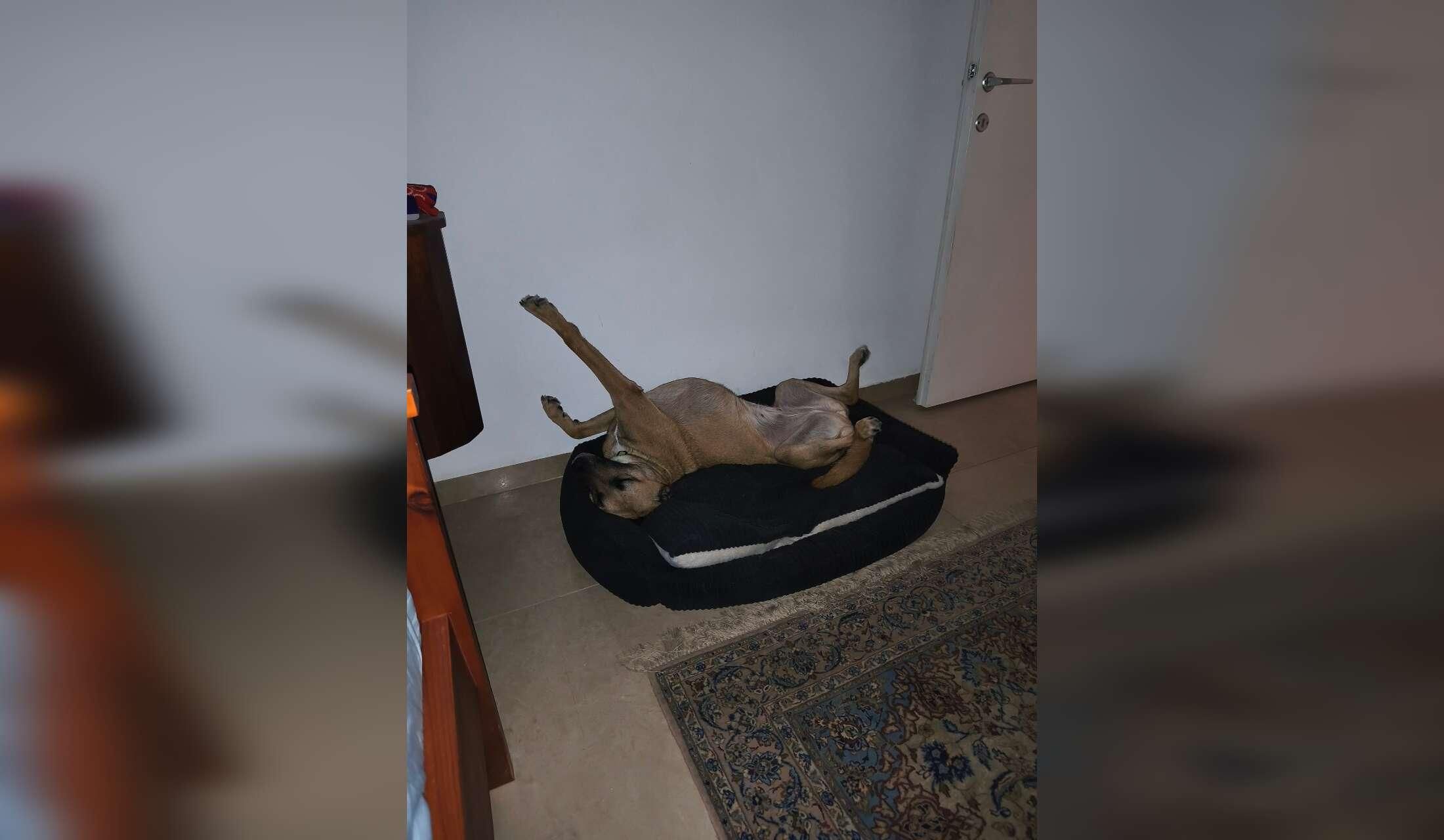 Two Weeks in the Haifa Area with a Sweet Dog - Image 3