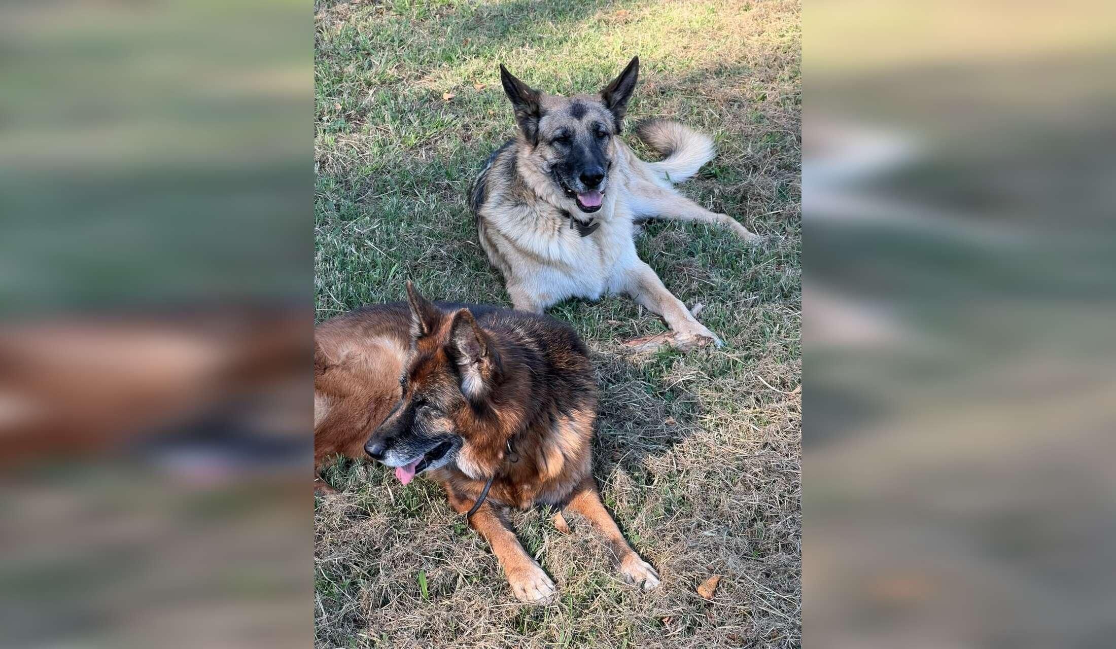 Enjoy fabulous Lucca in Tuscany with two beautiful German shepherds, in a big apartment in front of its famous walls - Image 4